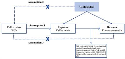 Effect of caffeine intake on self-reported and genetic prediction of osteoarthritis: an epidemiological study and Mendelian randomization analysis